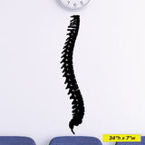 Spine, Wall Decal, 0402, Chiropractic office wall graphics, Bones